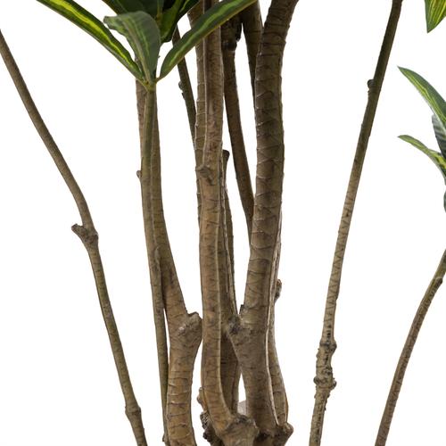  DRAÇENA AĞAÇ 210 CM