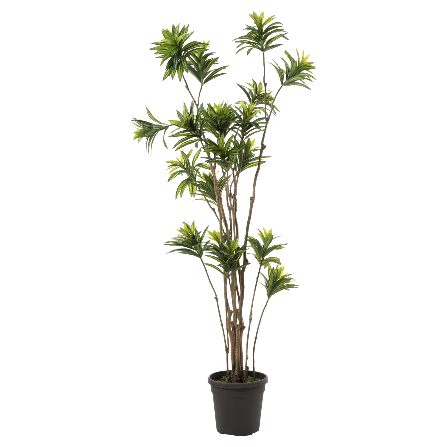 DRAÇENA AĞAÇ 210 CM