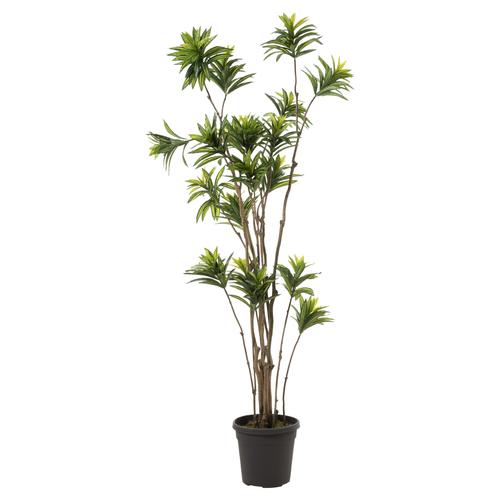  DRAÇENA AĞAÇ 210 CM