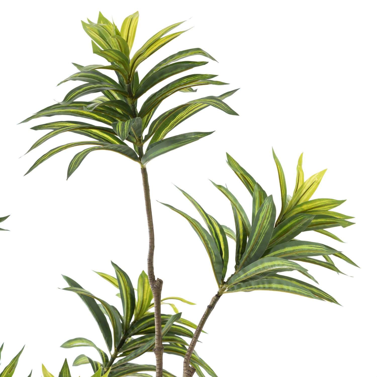 DRAÇENA AĞAÇ 210 CM