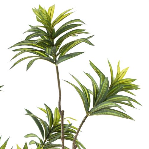  DRAÇENA AĞAÇ 210 CM