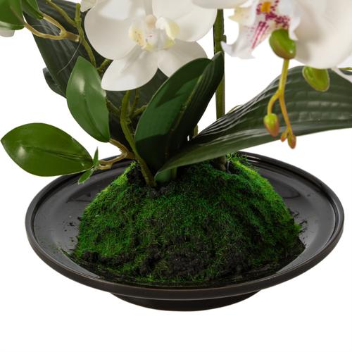  CLARA SAKSILI ORKİDE 32X15X34 CM