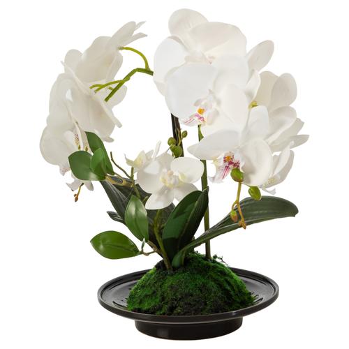  CLARA SAKSILI ORKİDE 32X15X34 CM