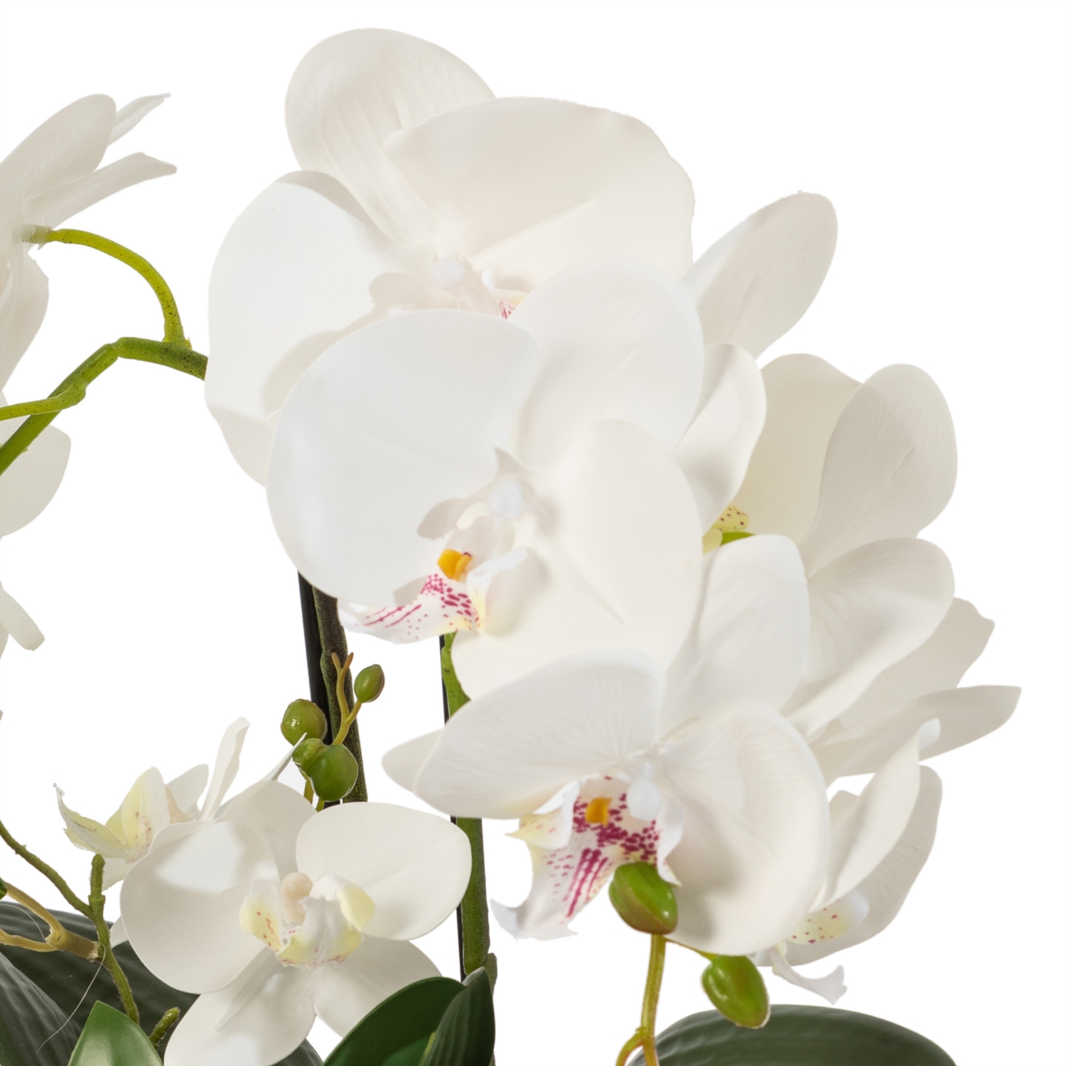 CLARA SAKSILI ORKİDE 32X15X34 CM