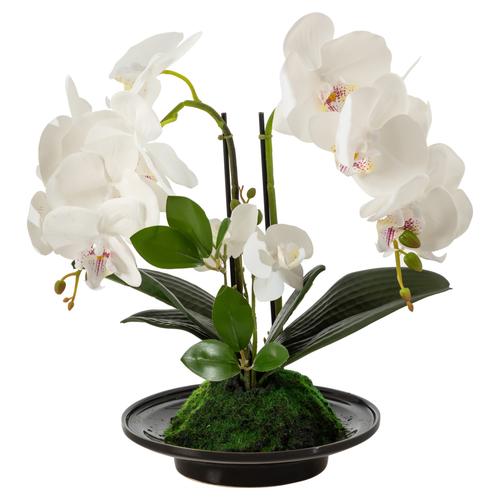  CLARA SAKSILI ORKİDE 32X15X34 CM