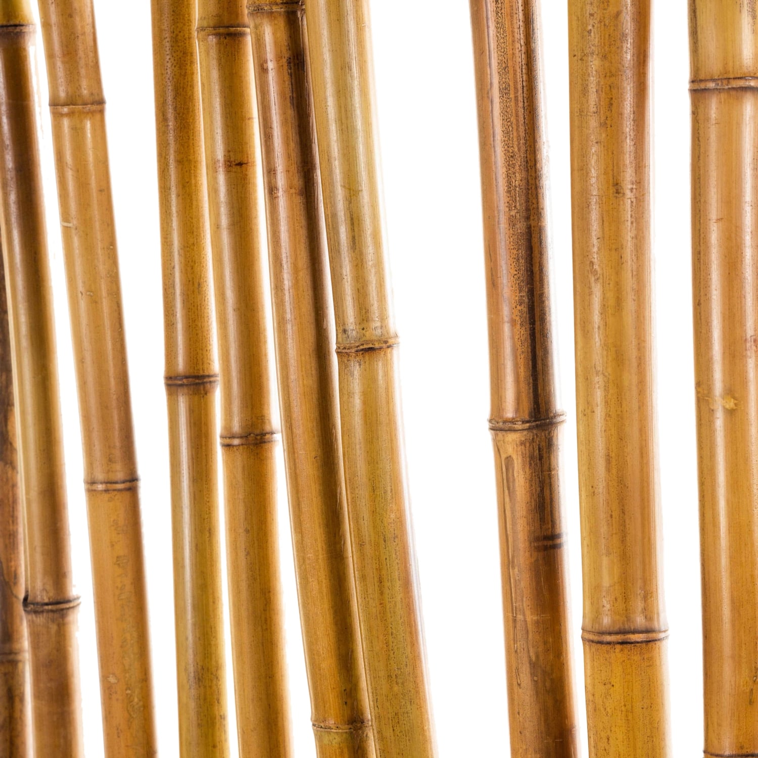 ANGELO NATURAL  PARAVAN