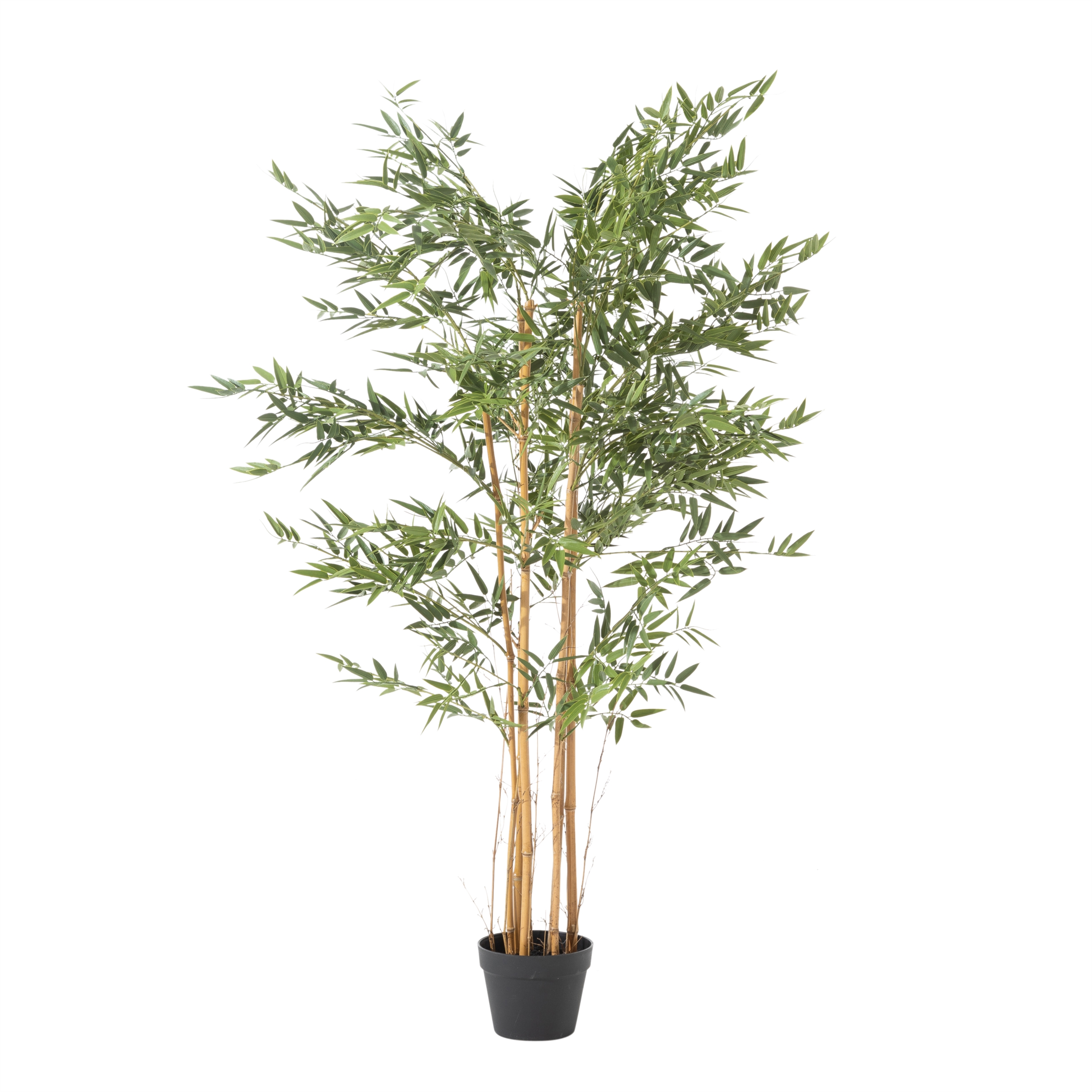 LORA BAMBU AĞACI 150 CM