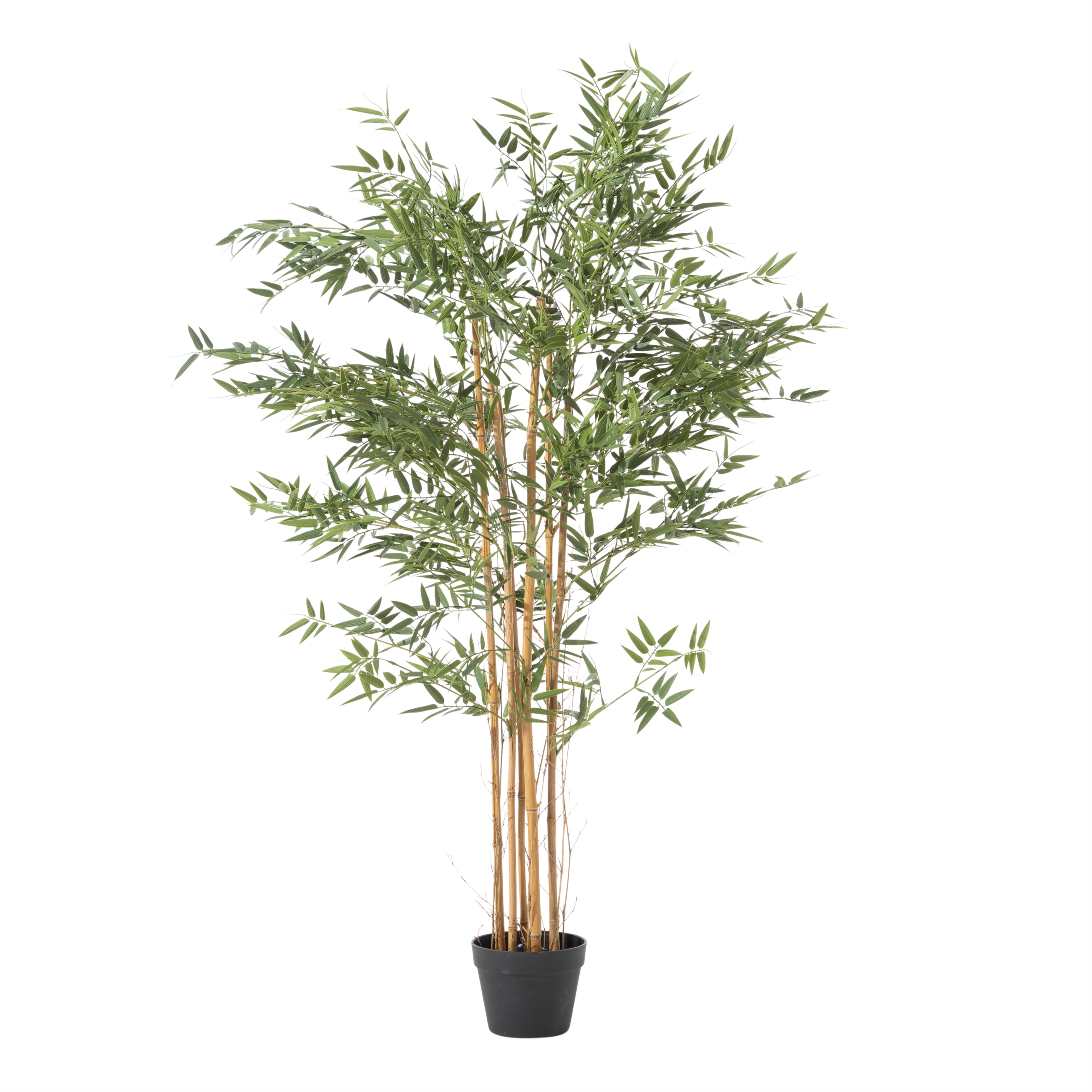 LORA BAMBU AĞACI 150 CM