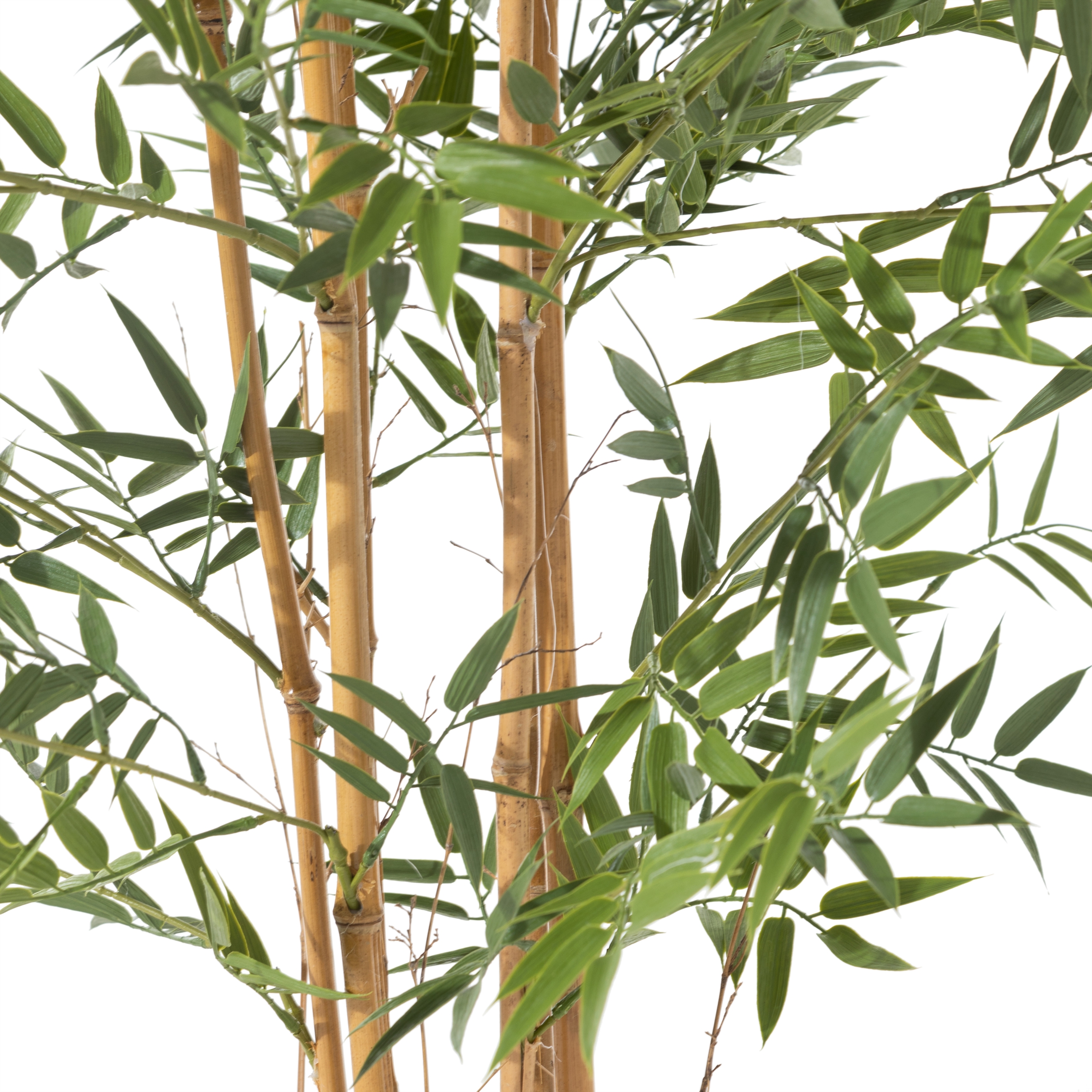 LORA BAMBU AĞACI 150 CM