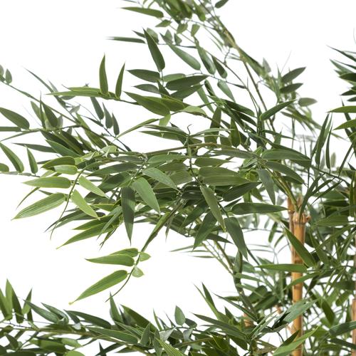  LORA BAMBU AĞACI 150 CM