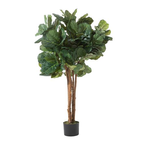  RENA FICUS LYRATA AĞACI 120 CM