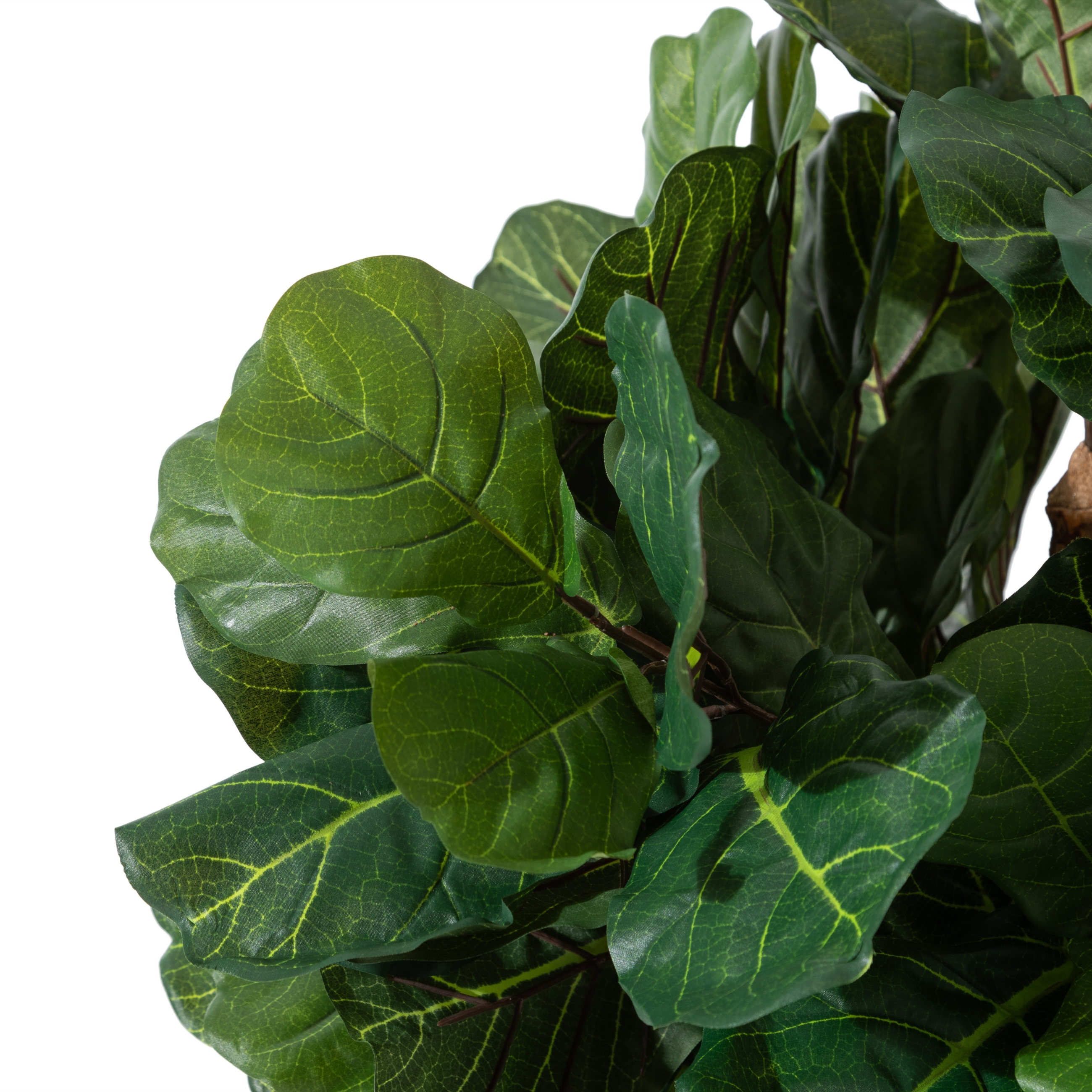 RENA FICUS LYRATA AĞACI 120 CM