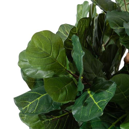  RENA FICUS LYRATA AĞACI 120 CM