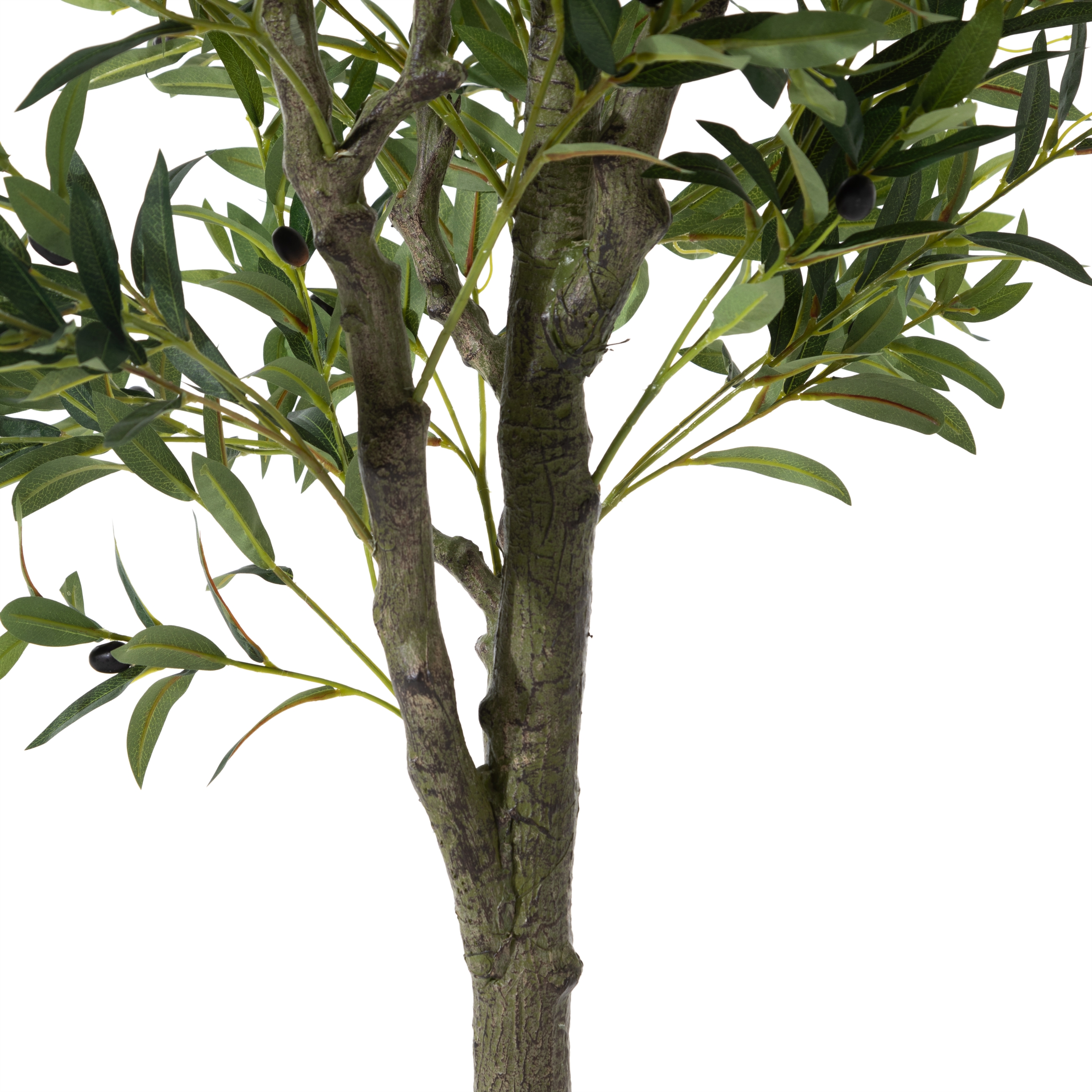 OLIVERA ZEYTİN AĞACI 180 CM