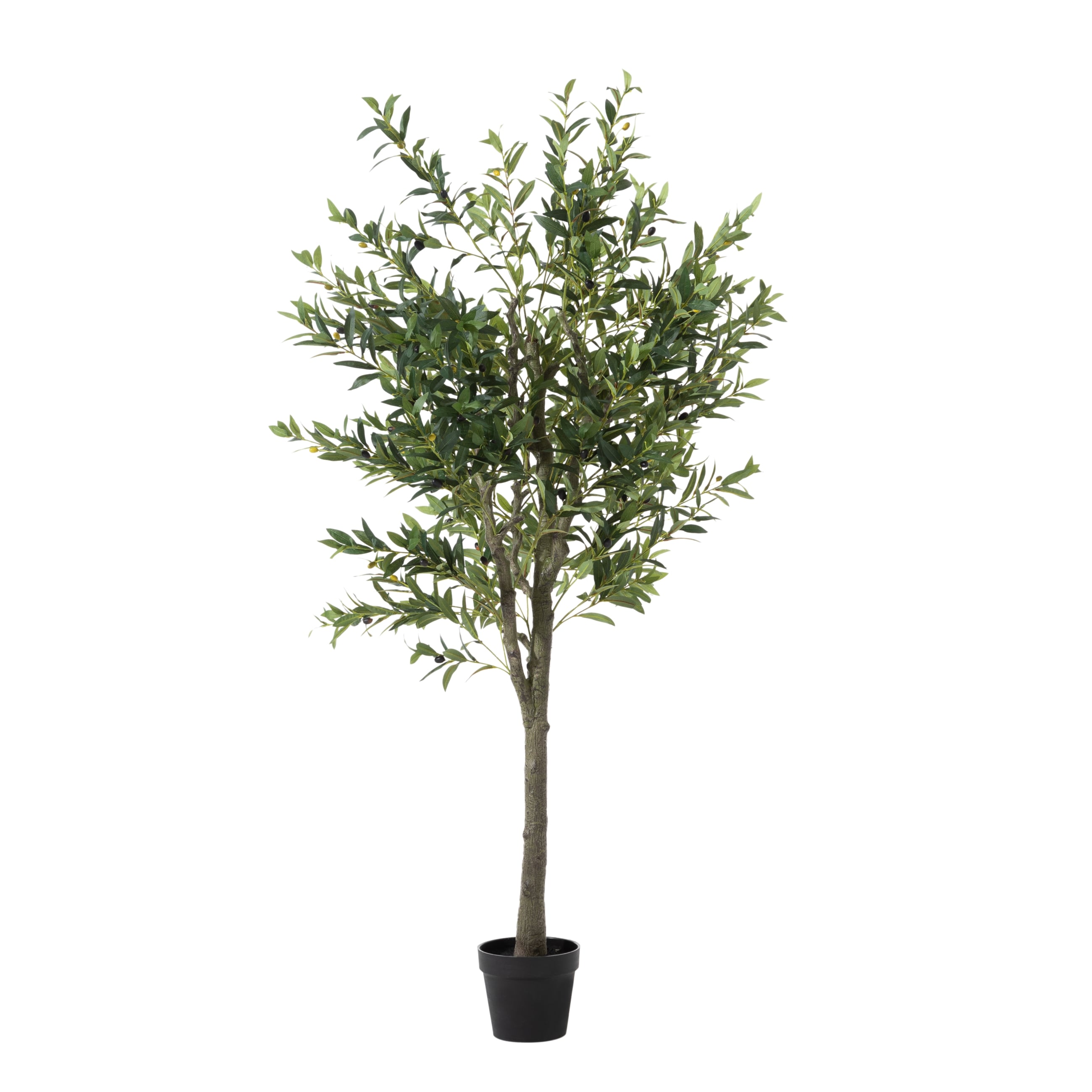 OLIVERA ZEYTİN AĞACI 180 CM