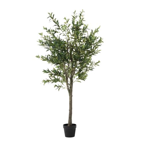  OLIVERA ZEYTİN AĞACI 180 CM