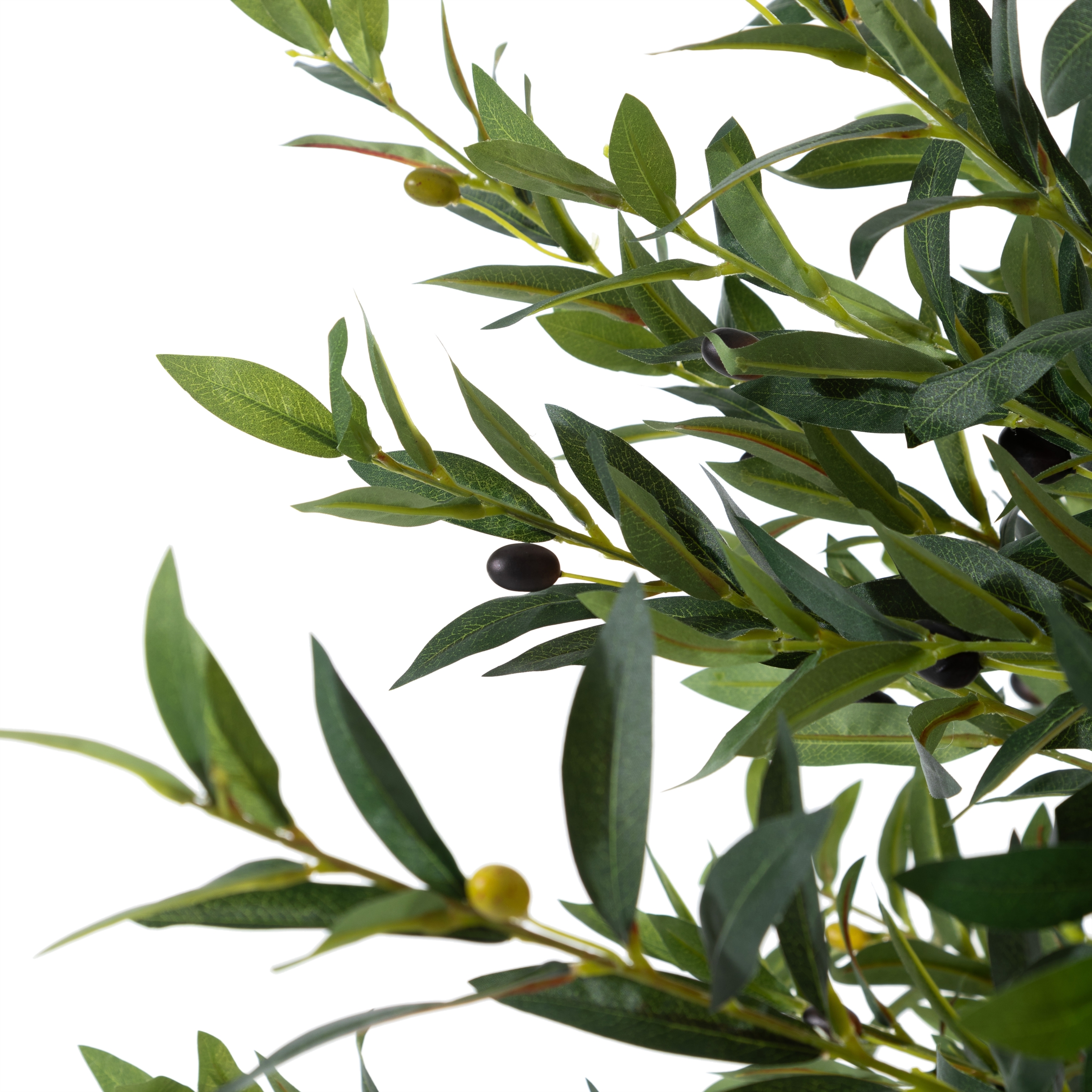 OLIVERA ZEYTİN AĞACI 180 CM