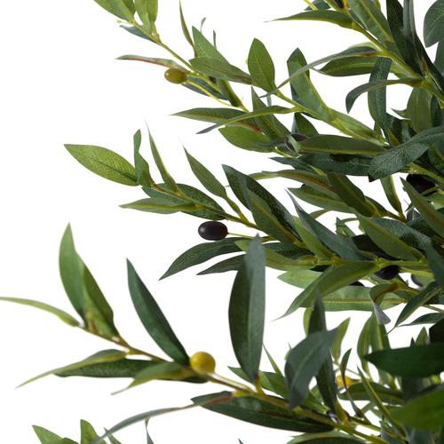  OLIVERA ZEYTİN AĞACI 180 CM