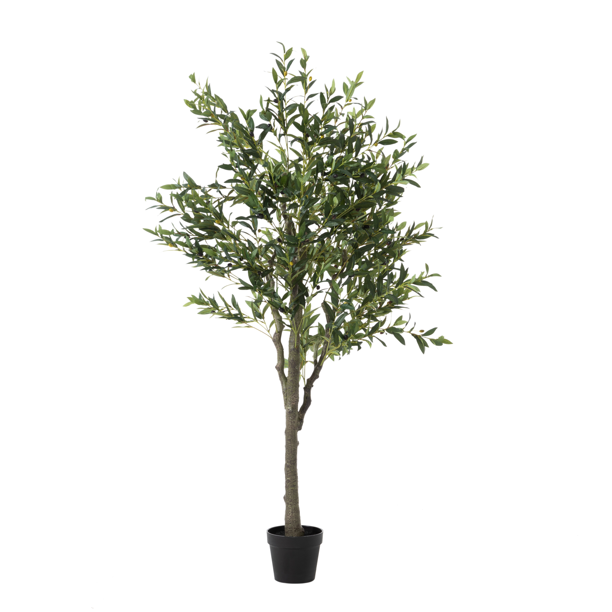 OLIVERA ZEYTİN AĞACI 180 CM