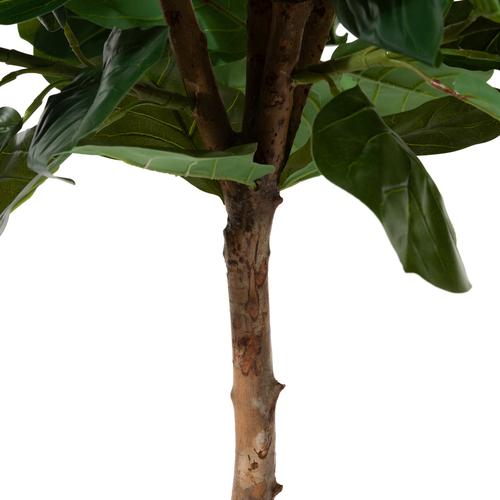  FICUS LYRATA AĞACI 180 CM