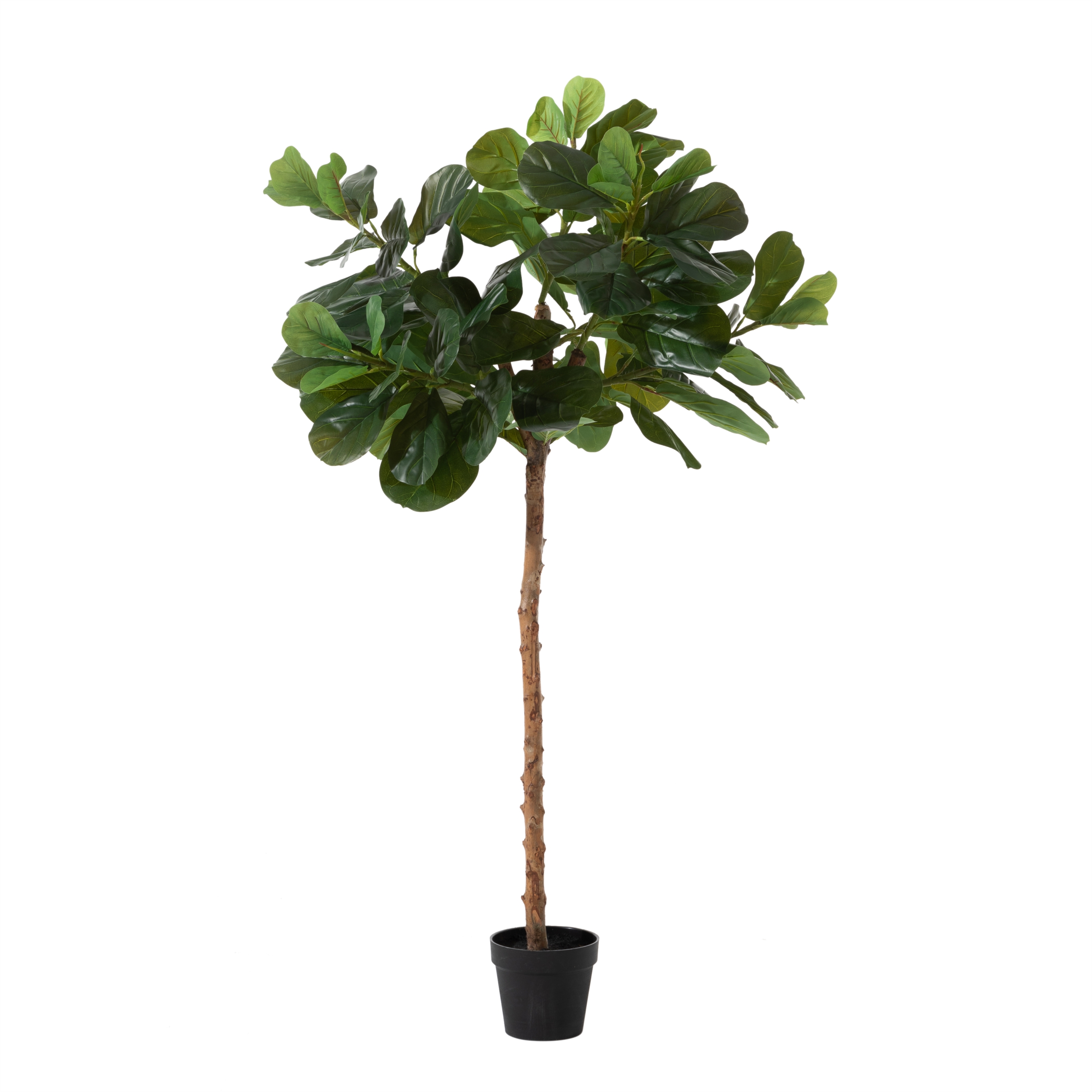 FICUS LYRATA AĞACI 180 CM