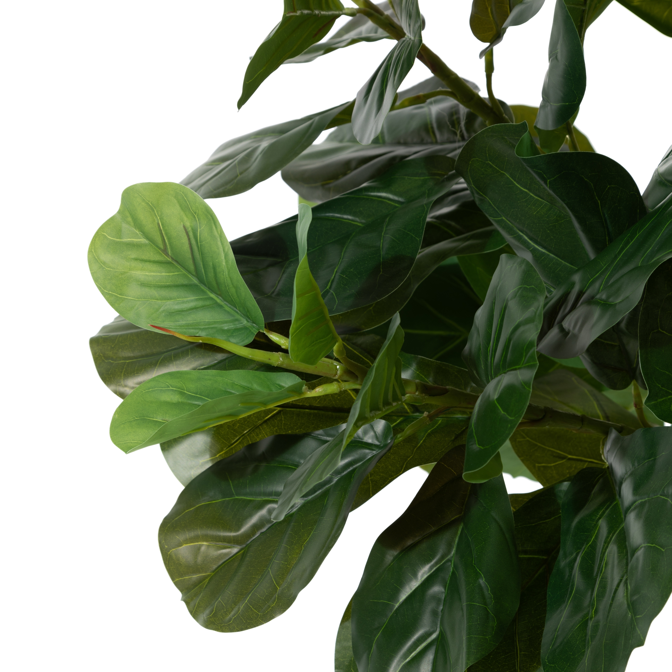 FICUS LYRATA AĞACI 180 CM