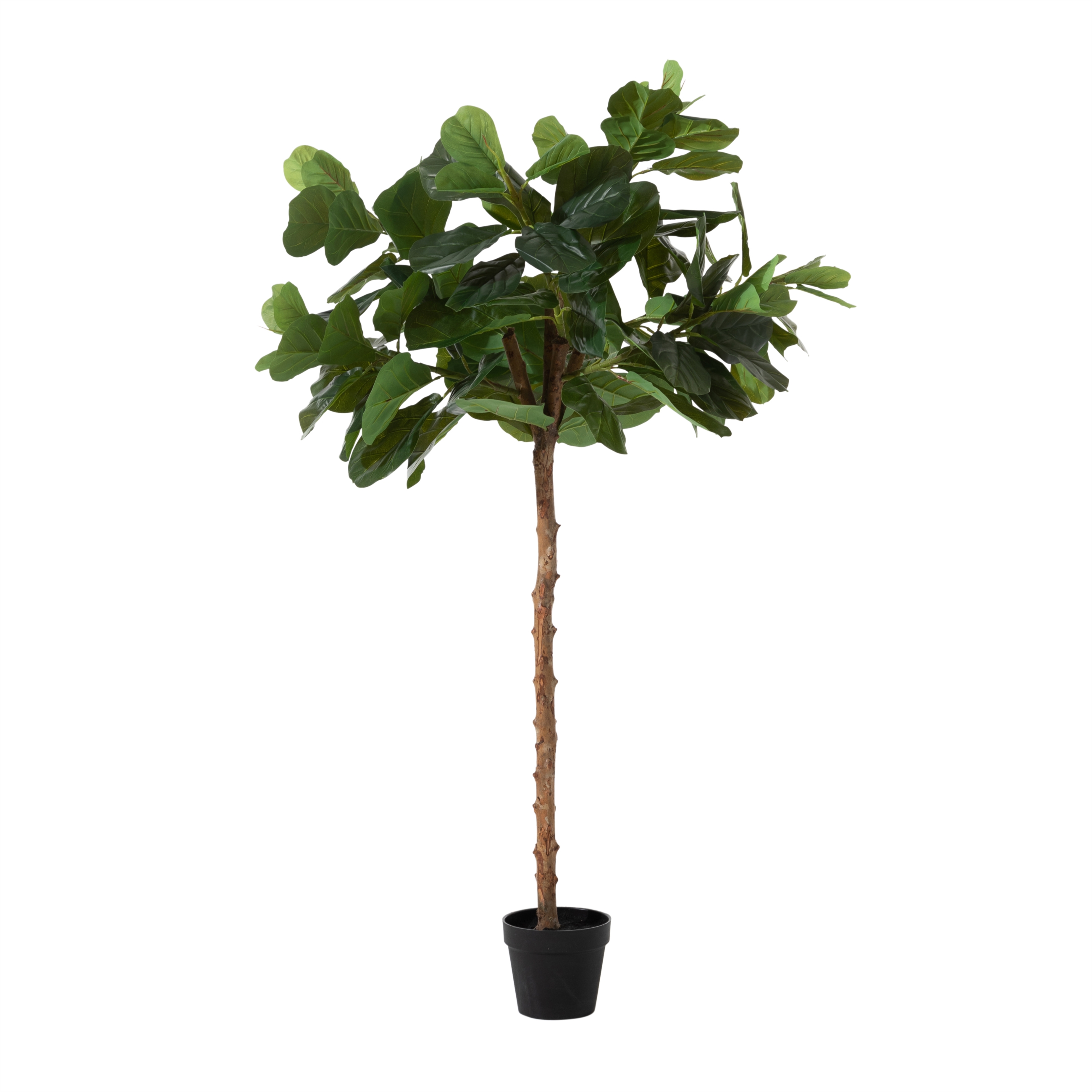 FICUS LYRATA AĞACI 180 CM