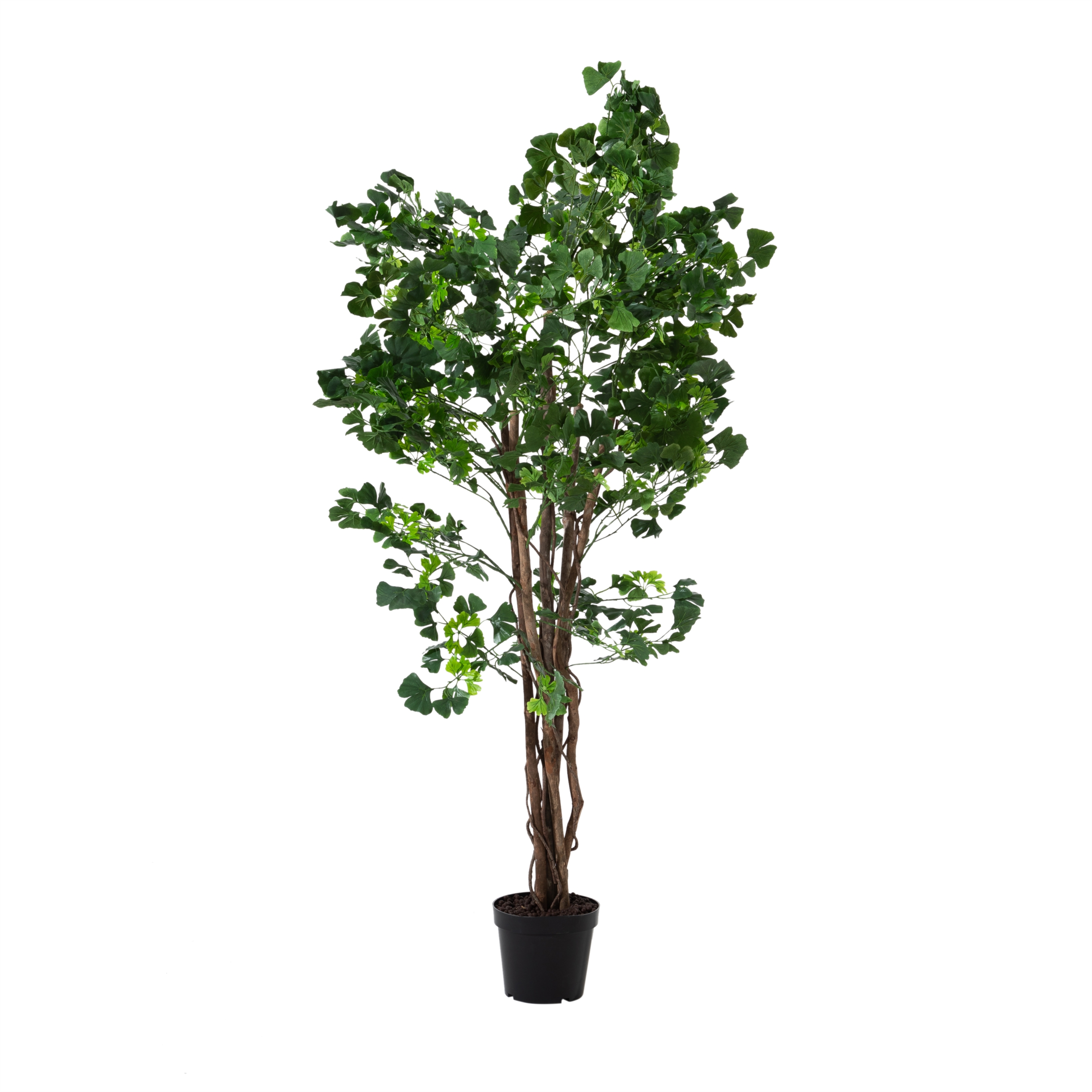 GINKGO AĞACI 185 CM