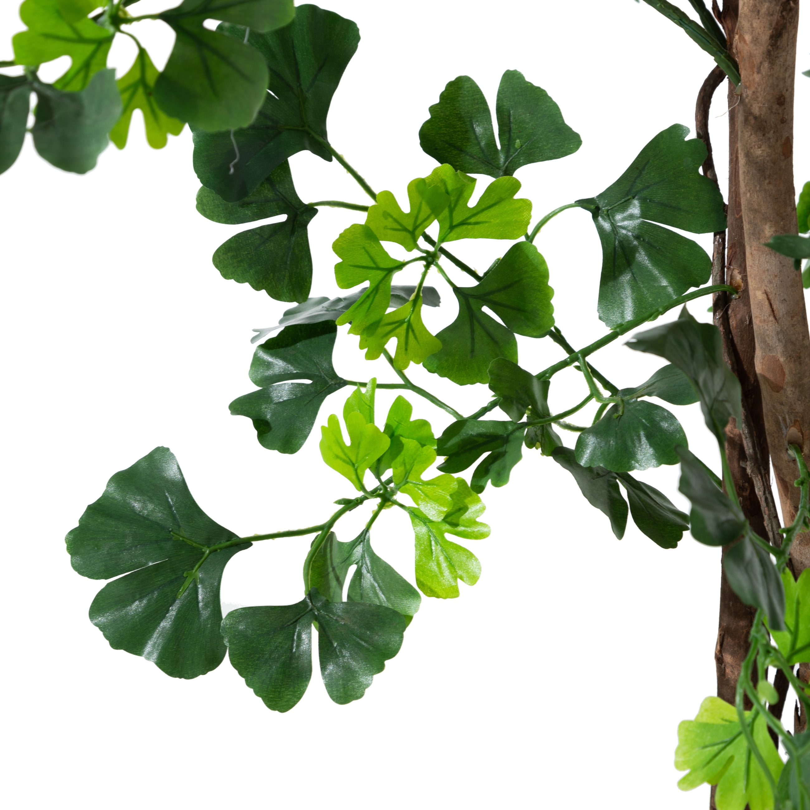 GINKGO AĞACI 185 CM