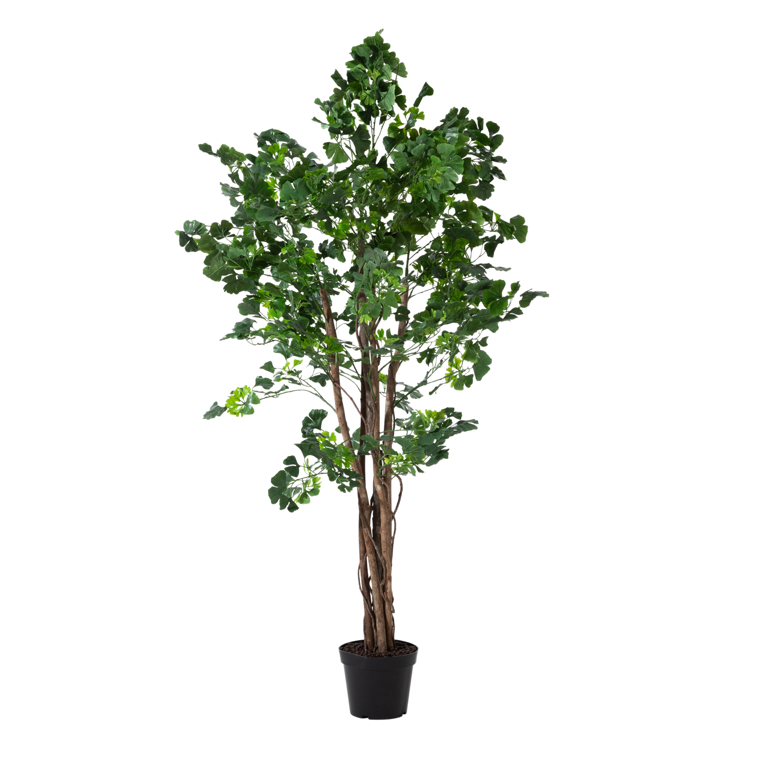 GINKGO AĞACI 185 CM