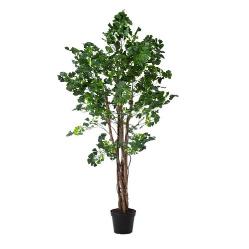  GINKGO AĞACI 185 CM