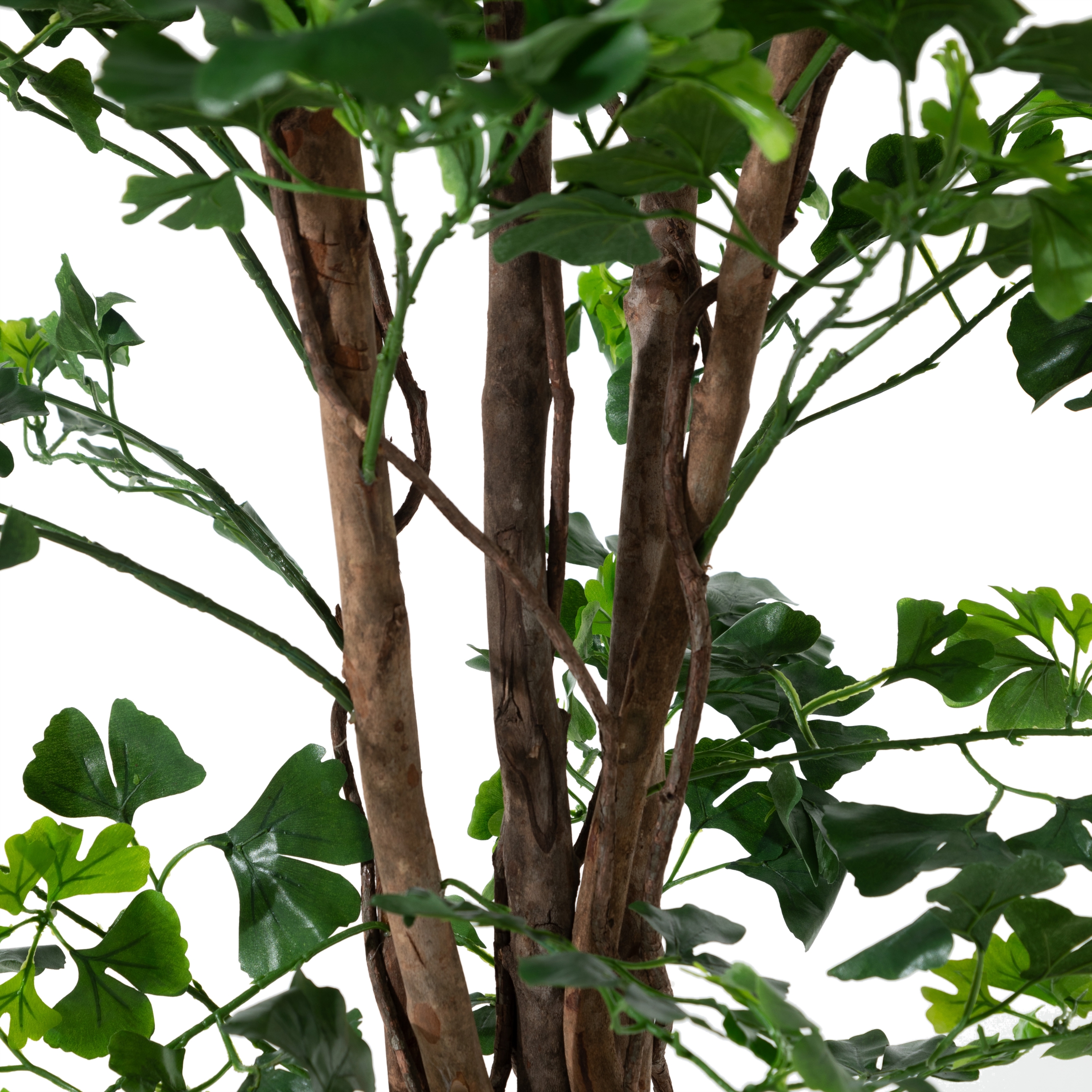 GINKGO AĞACI 185 CM