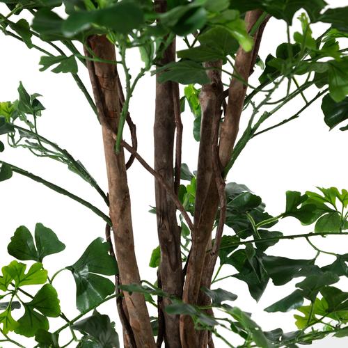  GINKGO AĞACI 185 CM