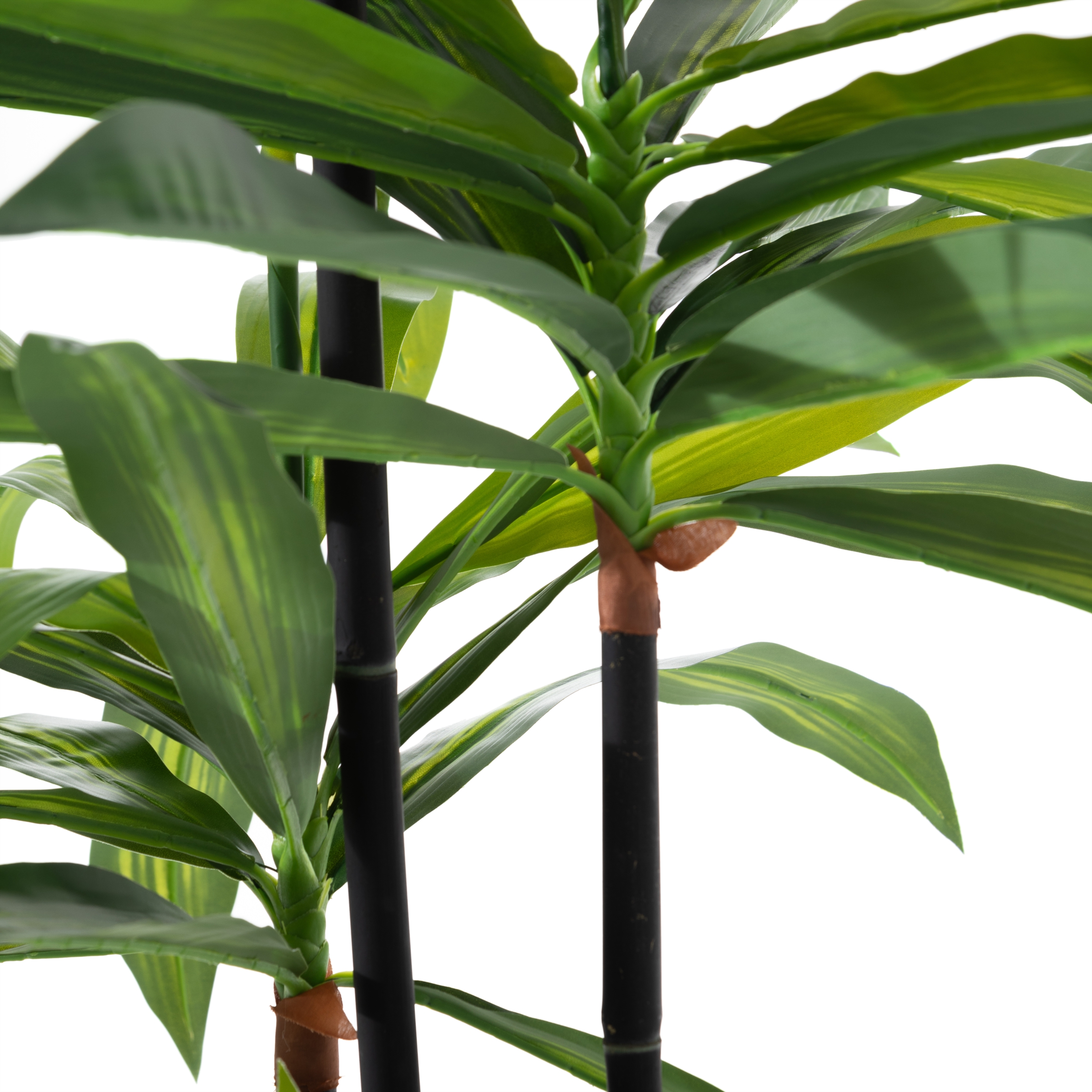 DRACAENA REFLEXA AĞACI 120 CM