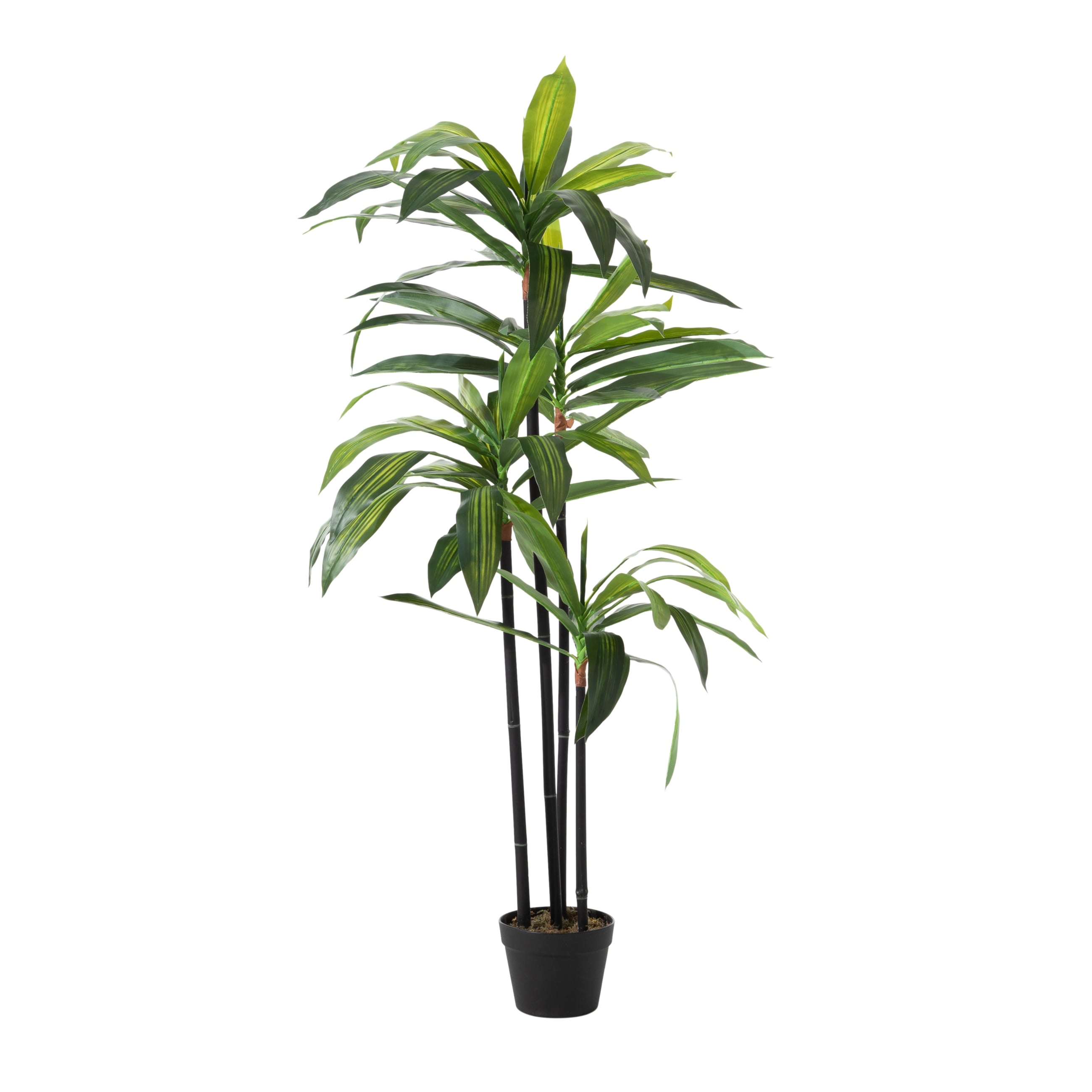 DRACAENA REFLEXA AĞACI 120 CM