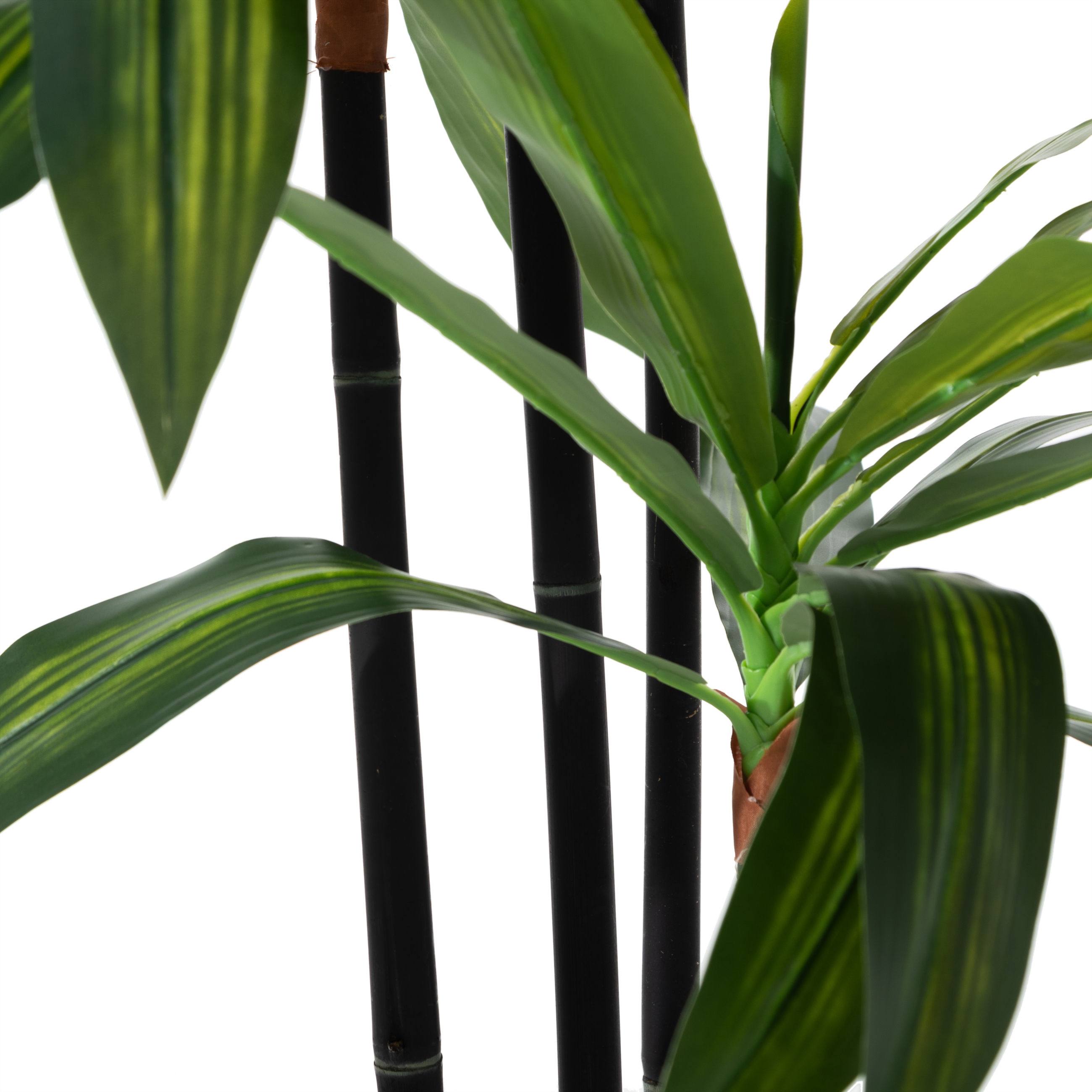 DRACAENA REFLEXA AĞACI 120 CM