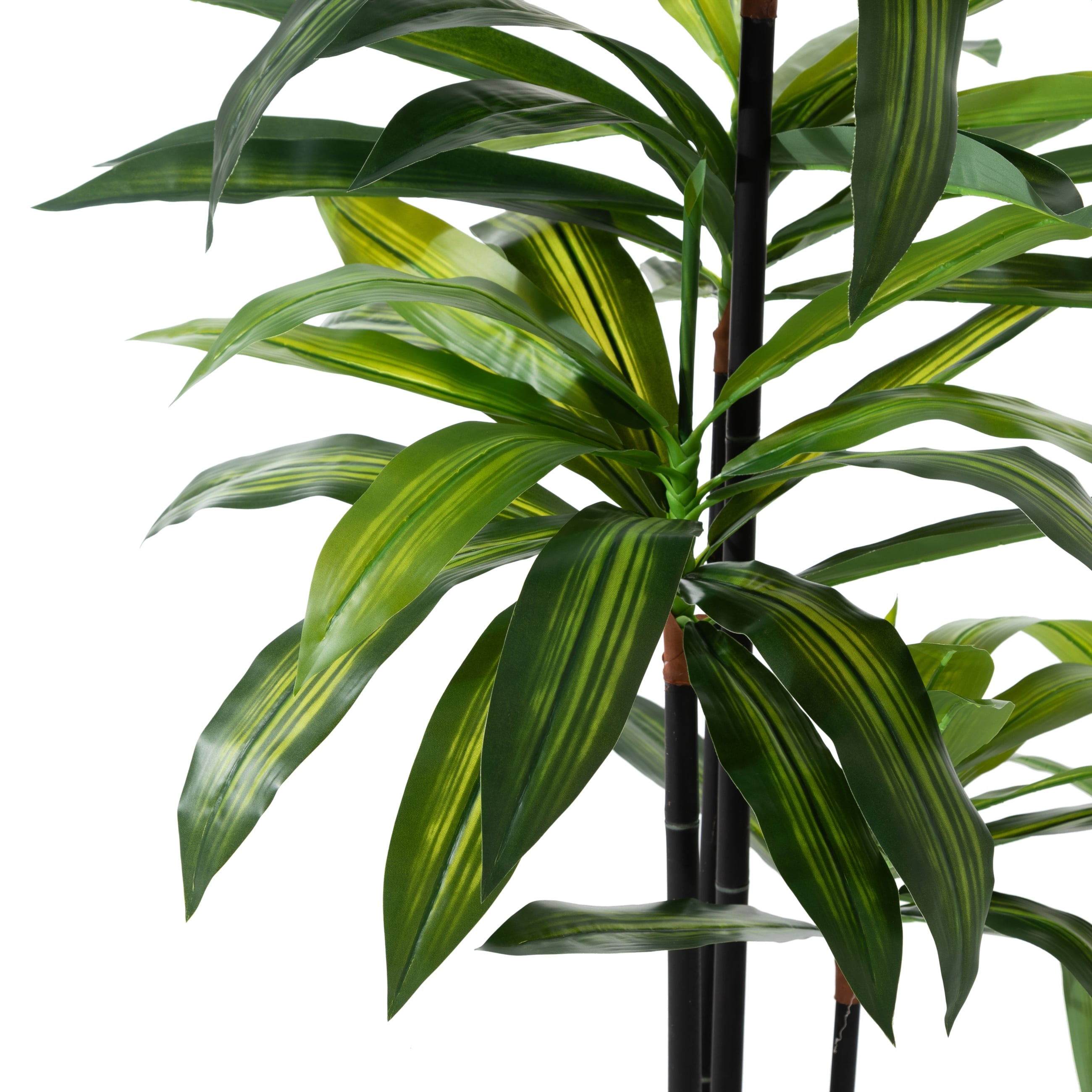 DRACAENA REFLEXA AĞACI 120 CM