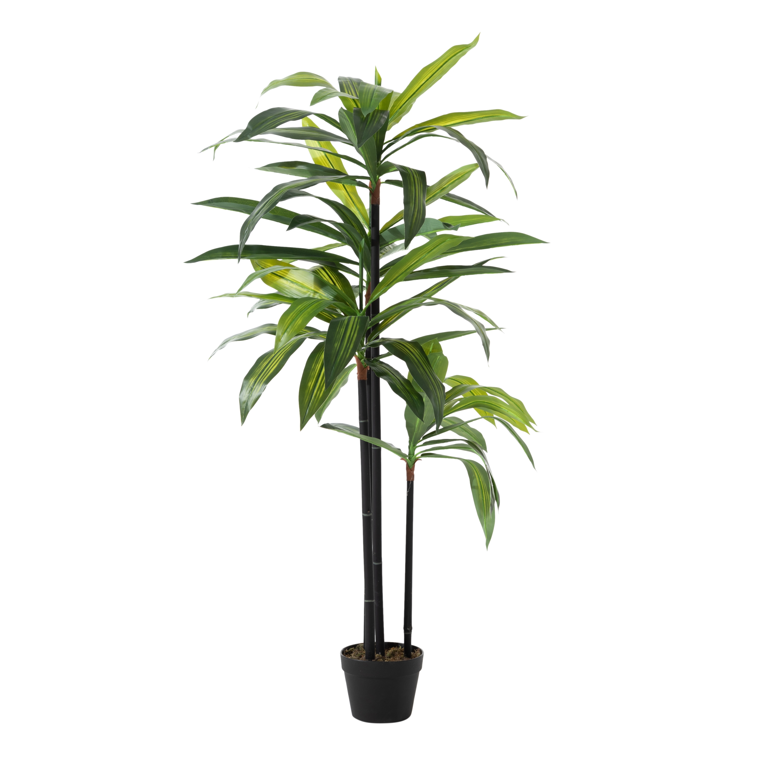 DRACAENA REFLEXA AĞACI 120 CM
