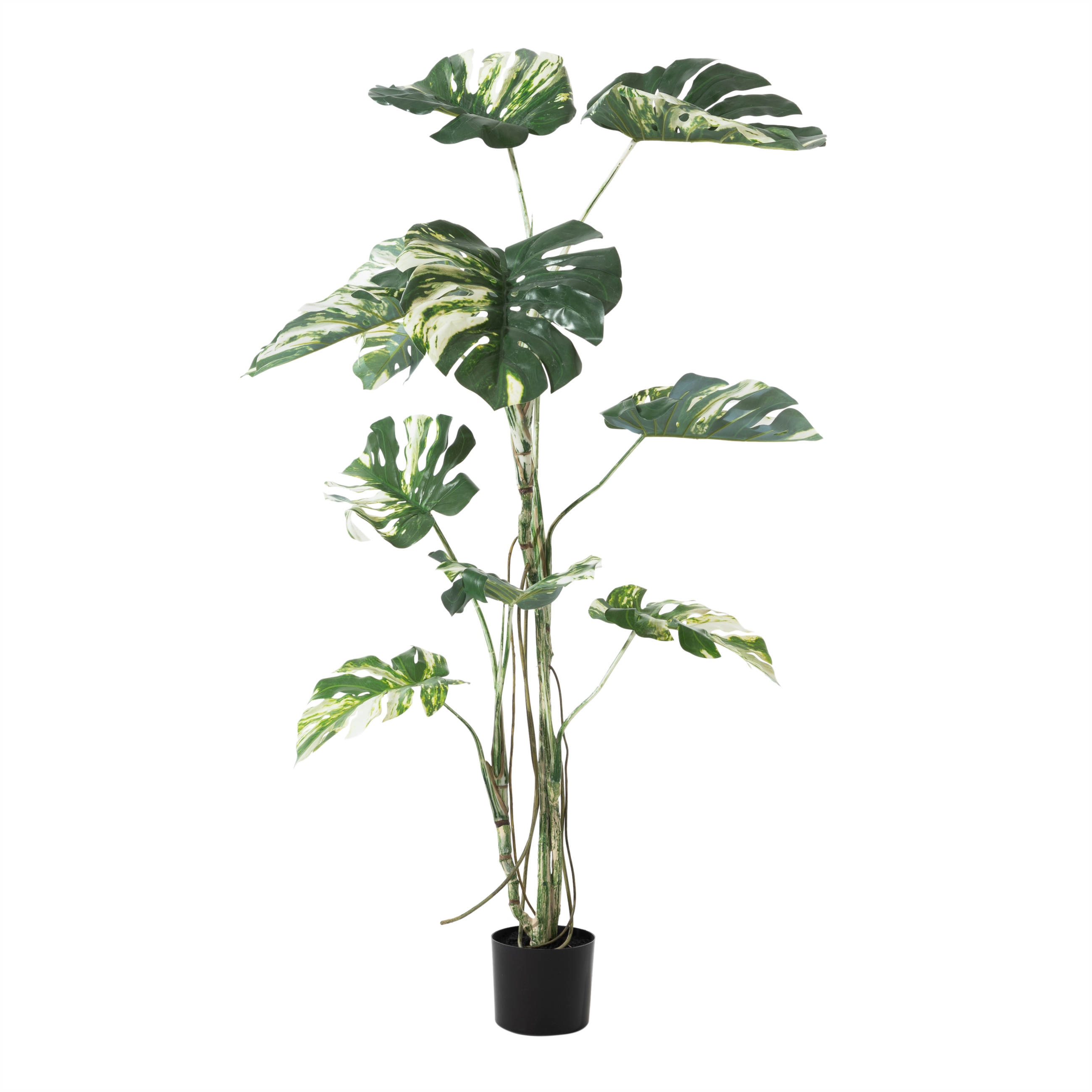 MONSTERA ADANSONII AĞACI 150 CM