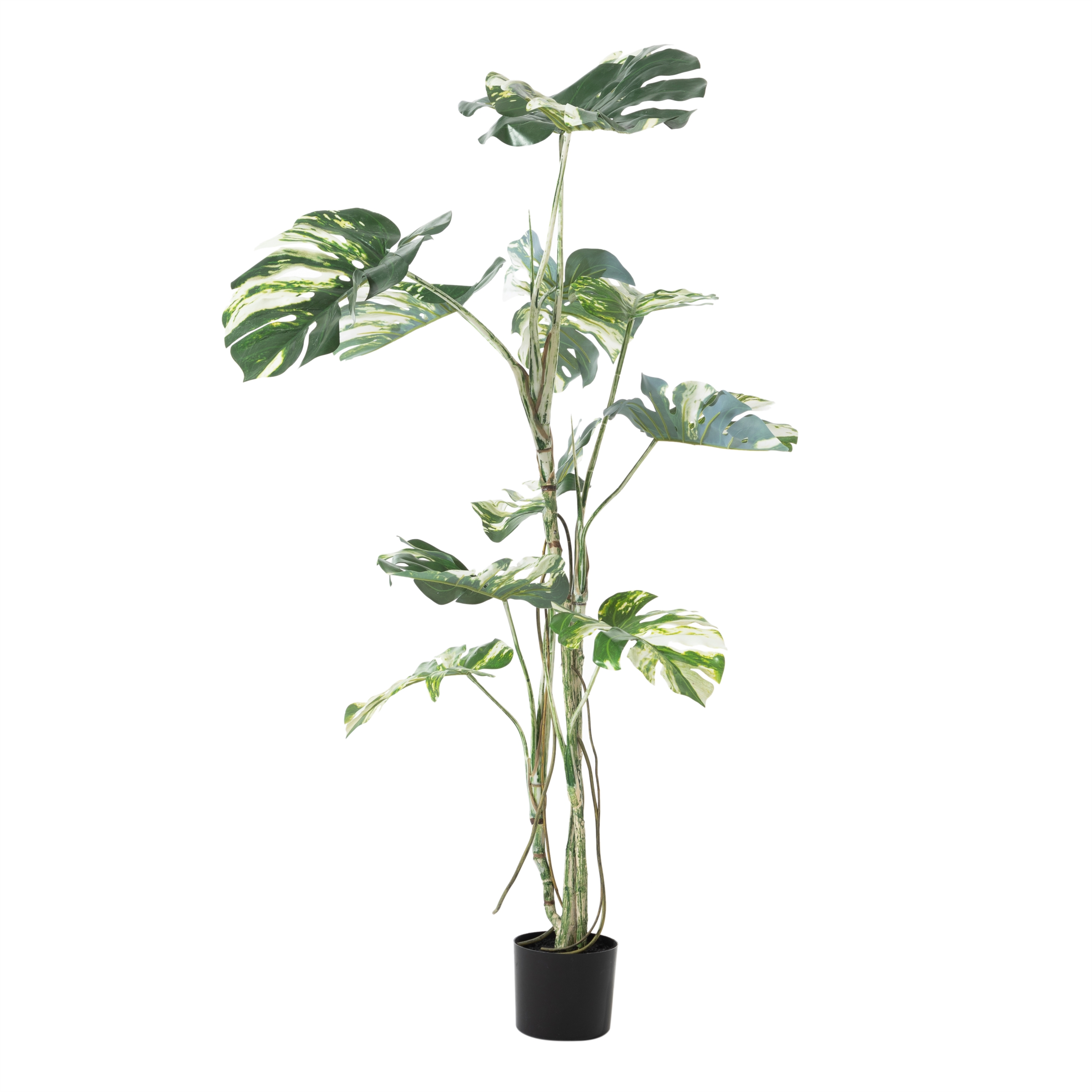 MONSTERA ADANSONII AĞACI 150 CM