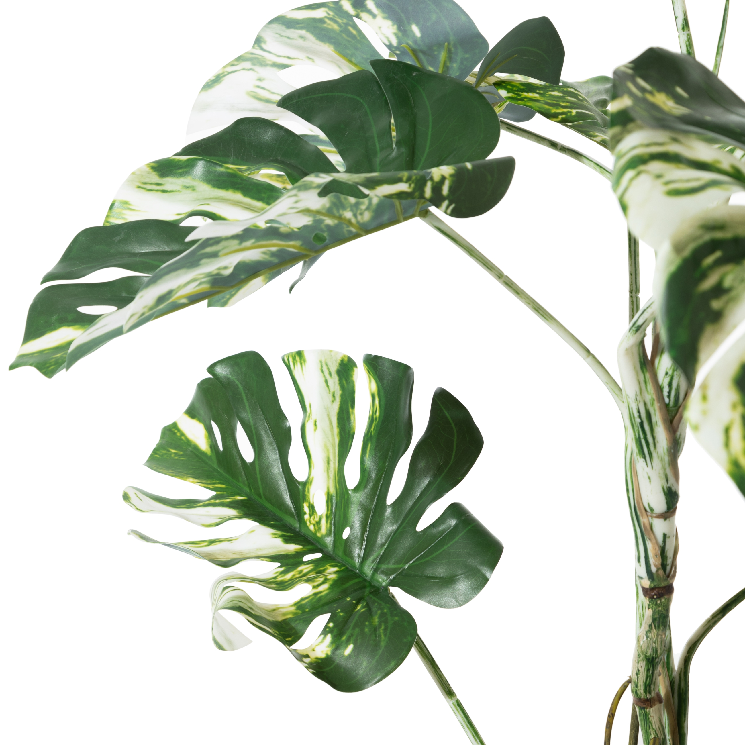 MONSTERA ADANSONII AĞACI 150 CM
