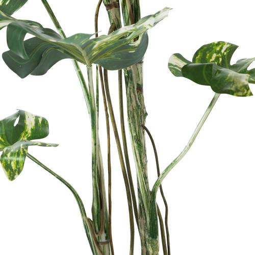  MONSTERA ADANSONII AĞACI 150 CM
