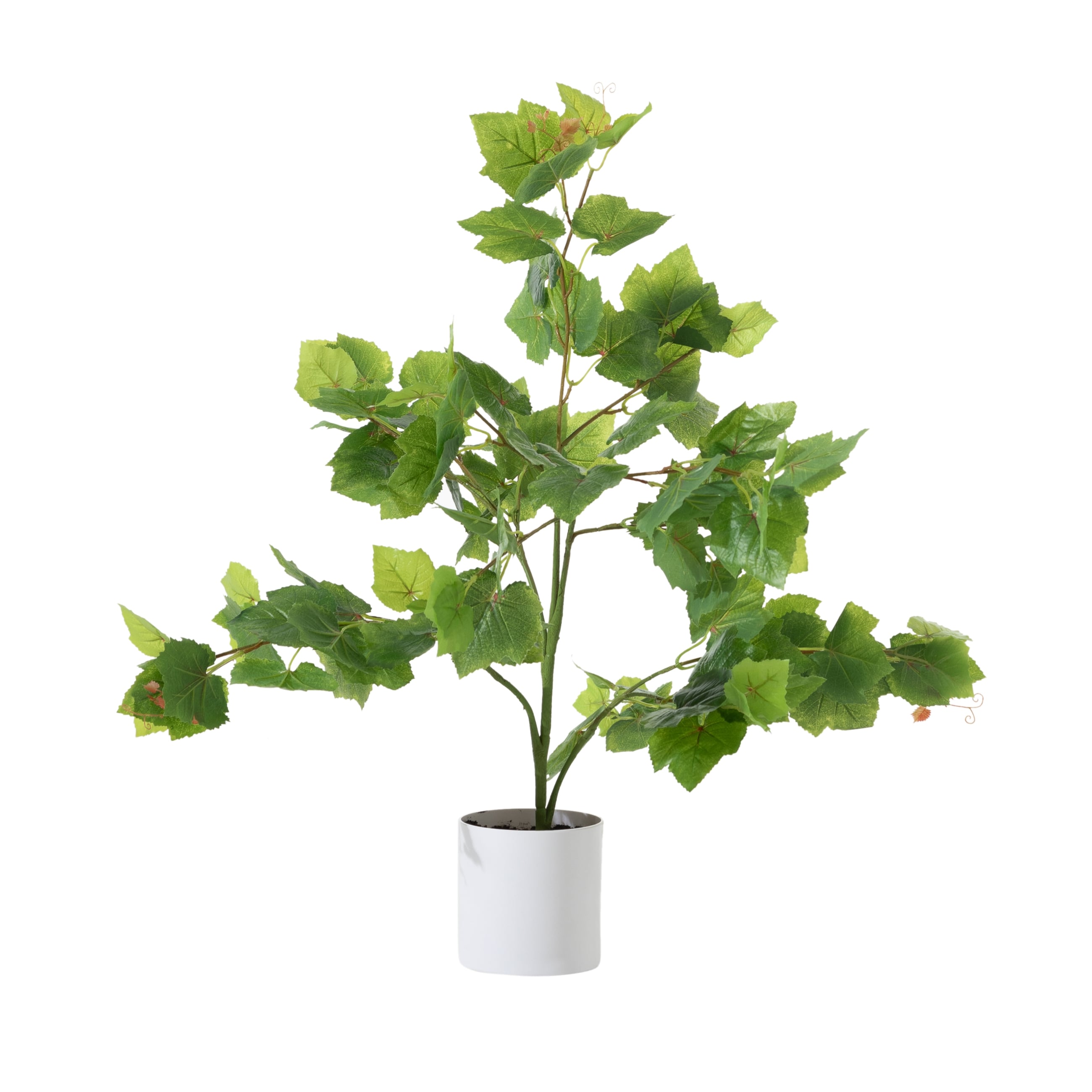 GRAPE VINE AĞACI 70 CM