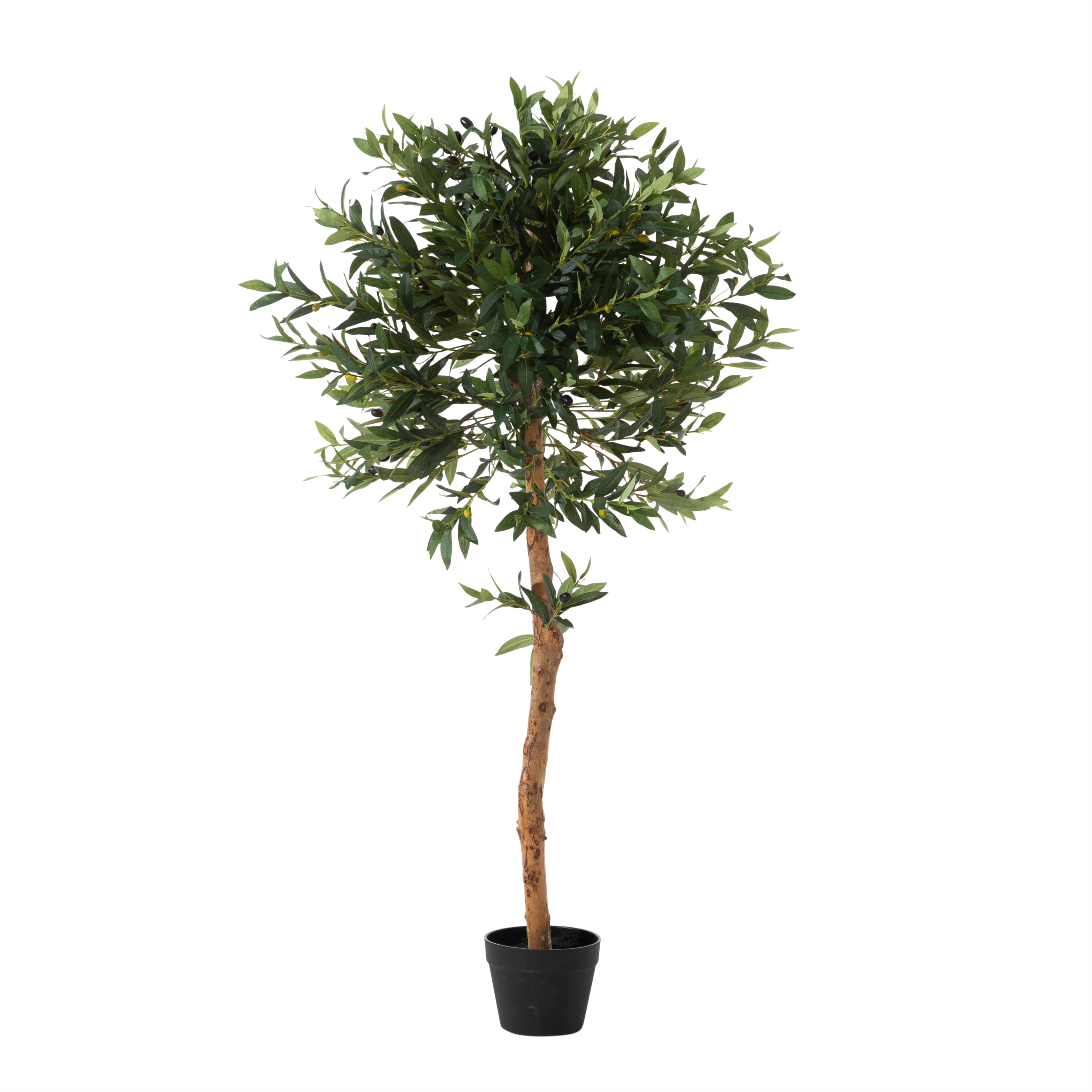 OLIVERA ZEYTİN AĞACI 140 CM