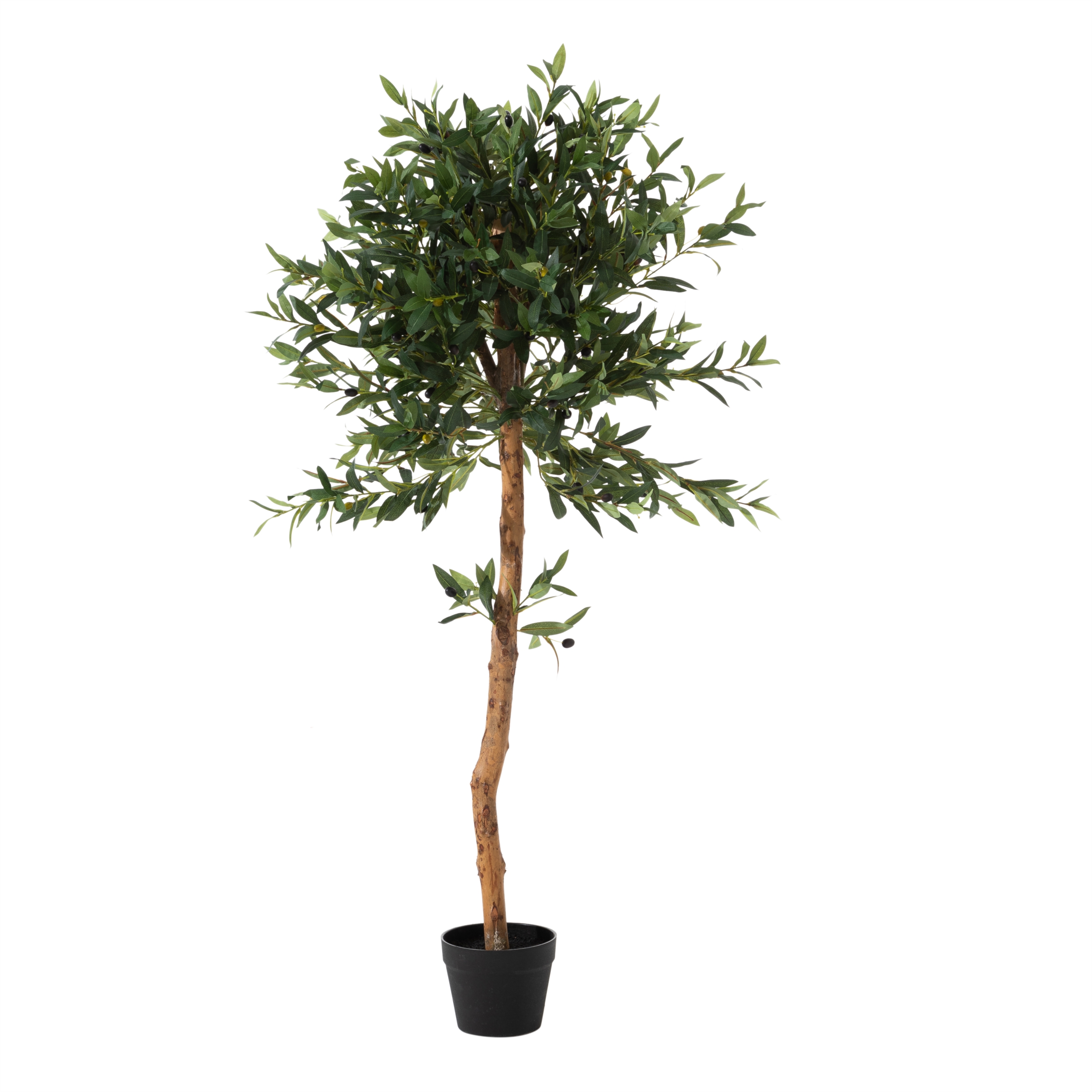 OLIVERA ZEYTİN AĞACI 140 CM