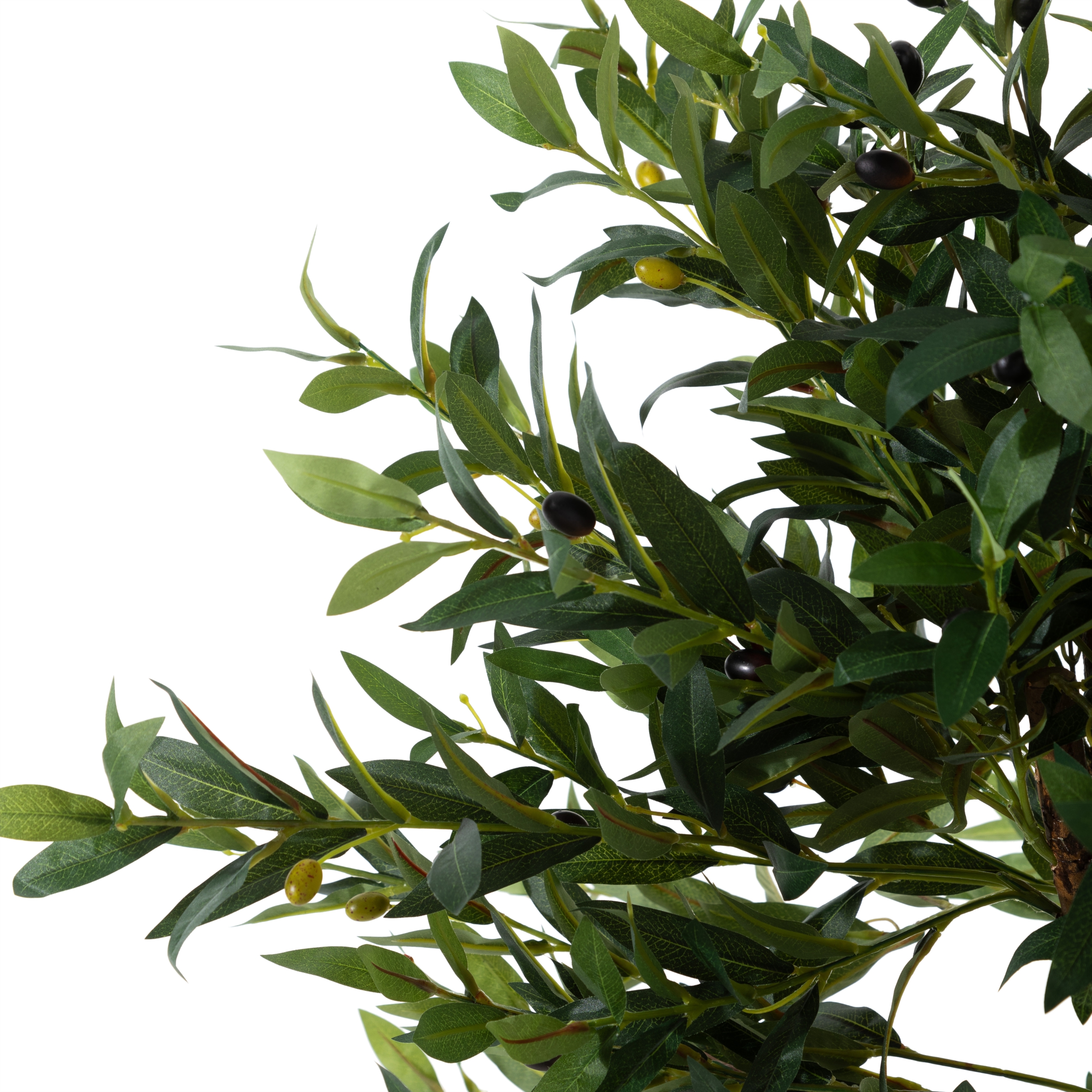 OLIVERA ZEYTİN AĞACI 140 CM