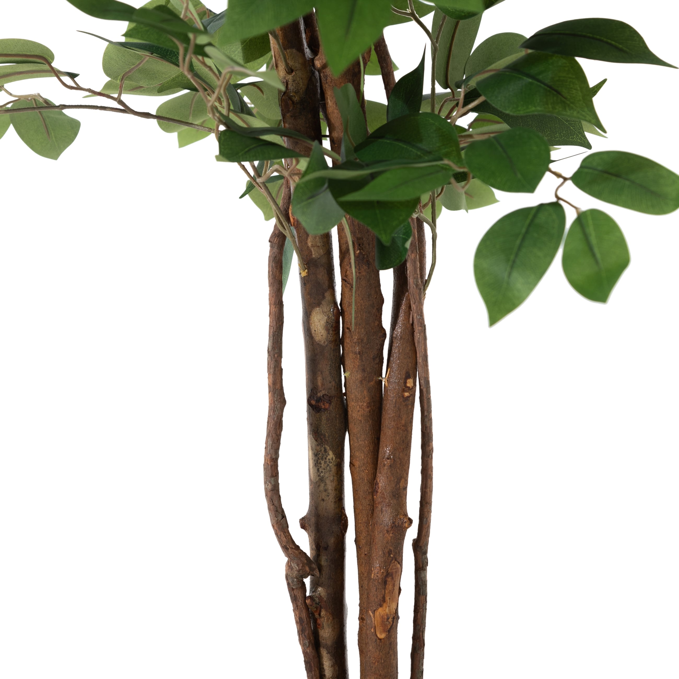 GLORIA FICUS AĞACI 120 CM