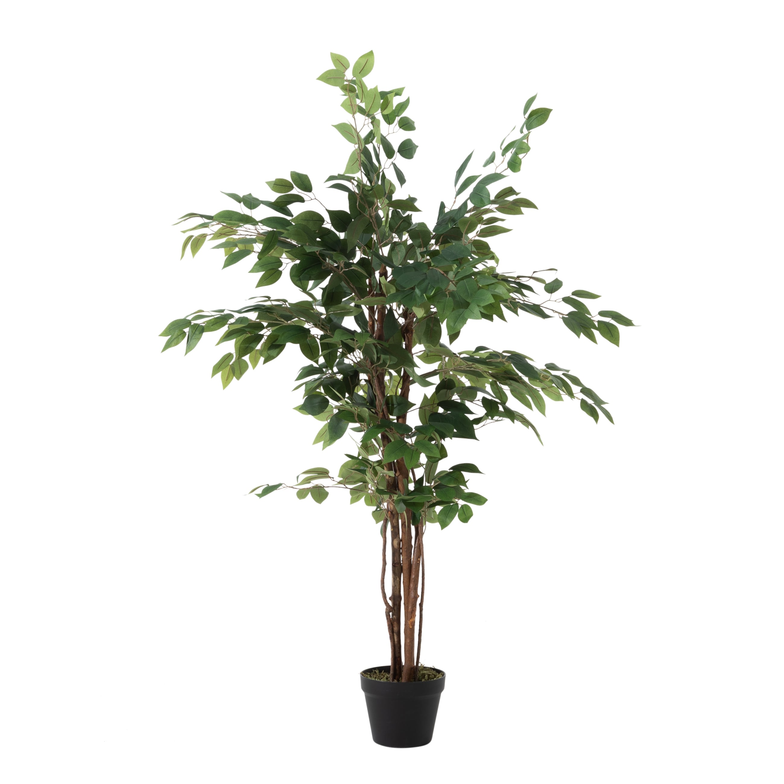 GLORIA FICUS AĞACI 120 CM