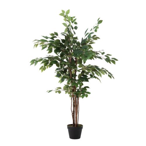  GLORIA FICUS AĞACI 120 CM