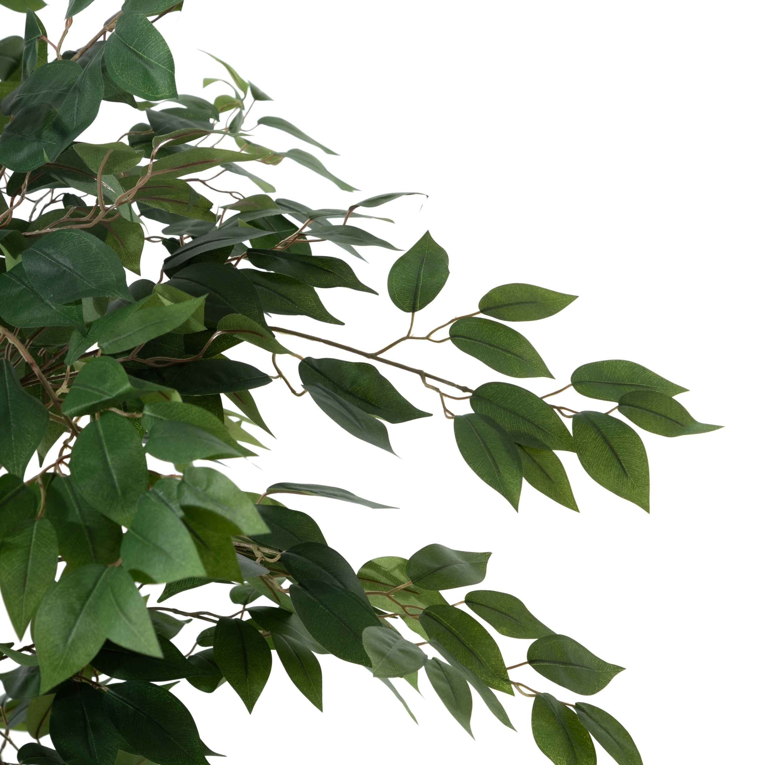 GLORIA FICUS AĞACI 120 CM